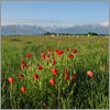 Mai 36 · Les Coquelicots de la Plaine - Lagos · © stockli