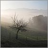 Novembre 58 · L'arbre de Cabarrec - Haut de Bosdarros · © stockli
